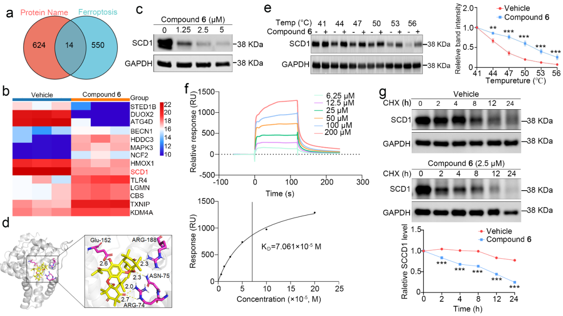 药学院叶文才/王磊/程民井团队在JACS发表研究成果 基于生源砌块的抗肿瘤桥环间苯三酚类天然产物的不对称仿生全合成